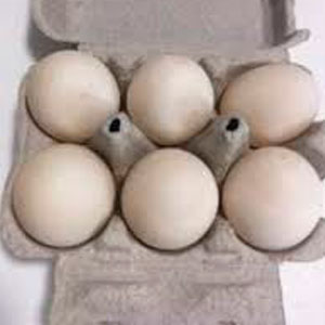 Huevos de pato